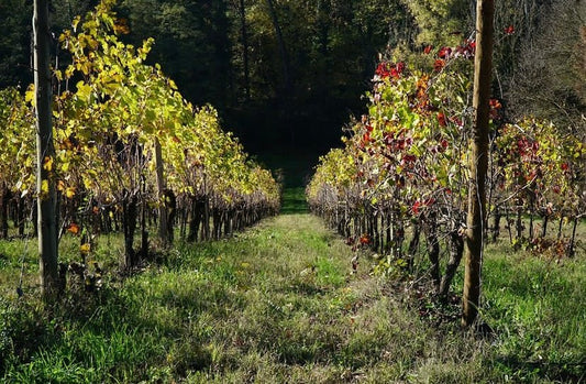 Buono Visita alla cantina con degustazione e pranzo