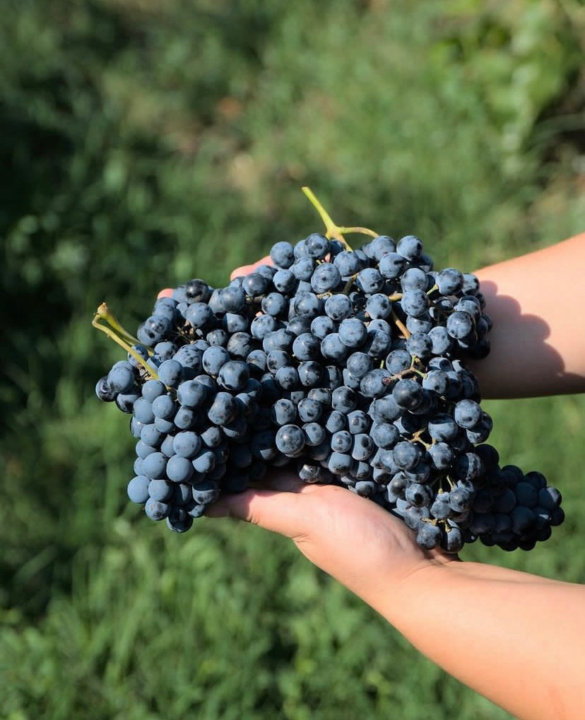 Buono Visita alla cantina con degustazione e pranzo
